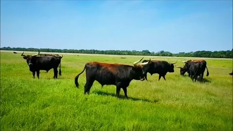 Herd of Aurochs in Field Stock Footage 296735941