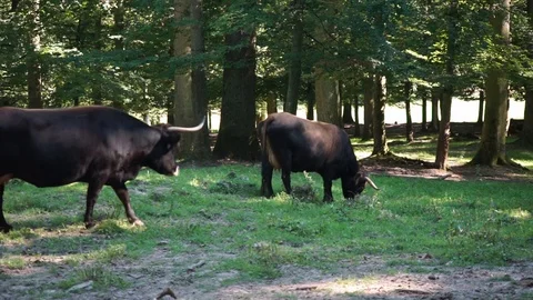 A herd of aurochs in front of a forest Stock Footage 112113869