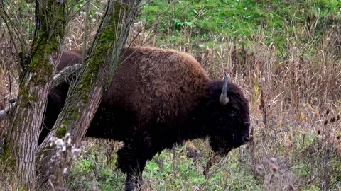 Herd Of Aurochs Grazing On The Field. Large Brown Bison On The Forest Background 스톡 동영상 224061205