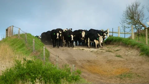Herd of Australian Angus cattle moving down dirt road. Stock Footage 87253416