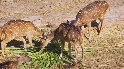 Herd of Axis Deer Grazing Together Stock Footage 89821323