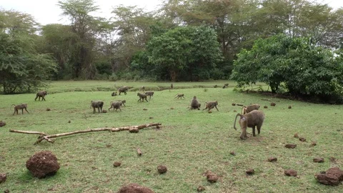 Herd of Baboon Monkeys Video stock 125441344