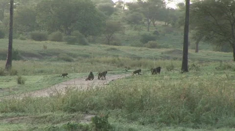 Herd baboons crossing road Stock Footage 636095