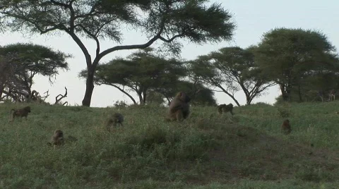 Herd baboons Stock Footage 377548