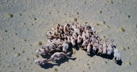 A herd of bactrian camels in the desert in Mongolia top view Stock-Footage 119264465