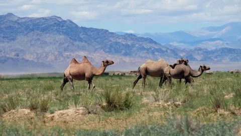 Herd of bactrian camels in mongolian desert. Khovd province, Western Mongolia Stock Footage 112124486