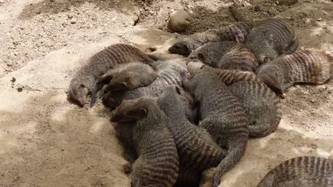 Herd of banded mongooses sleeping Stock Footage 278922472