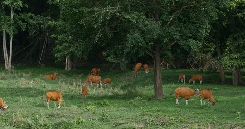 A herd of Banteng or wild cows in nature reserve in Thailand, 4k Stock Footage 121868582