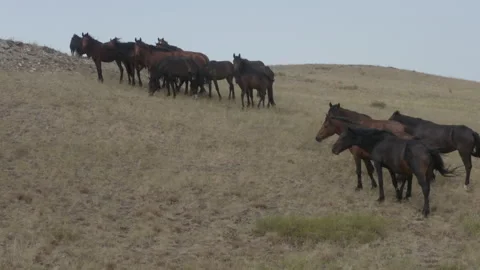 A herd of bay horses 스톡 동영상 247140102