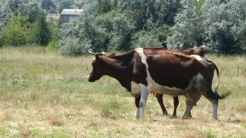 A herd of beautiful brown cows with white spots graze in the meadow on a sunny h Vidéo 113217835