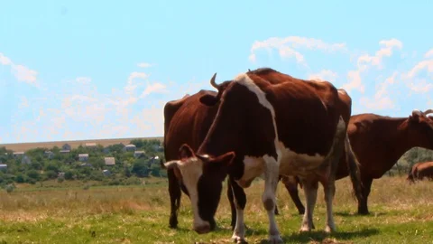 A herd of beautiful brown cows with white spots graze in the meadow on a sunny h Vidéo 113217852