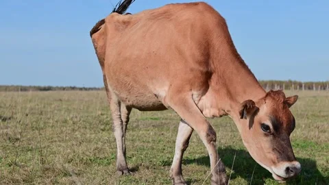 Herd of beautiful cows on a farm, animals during the day against a blue sky  Stock Footage 271734887
