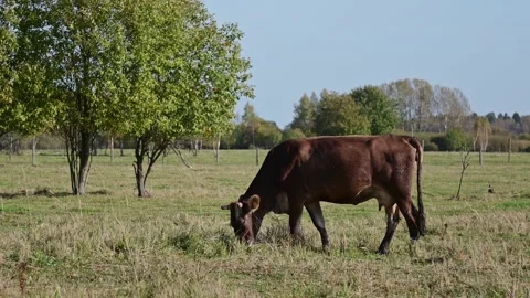 Herd of beautiful cows on a farm, animals during the day against a blue sky  Stock Footage 271734947