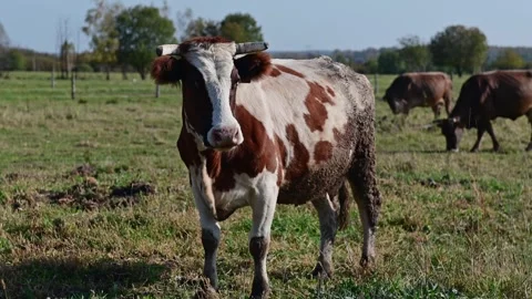Herd of beautiful cows on a farm, animals during the day against a blue sky Stock Footage 271734968
