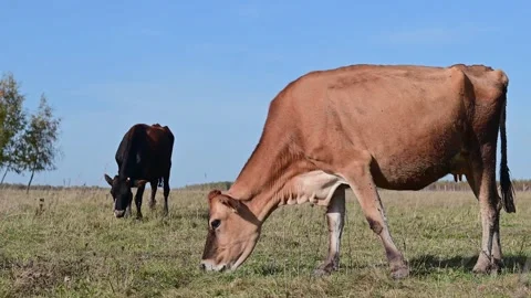 Herd of beautiful cows on a farm, animals during the day against a blue sky  Stock Footage 271735030
