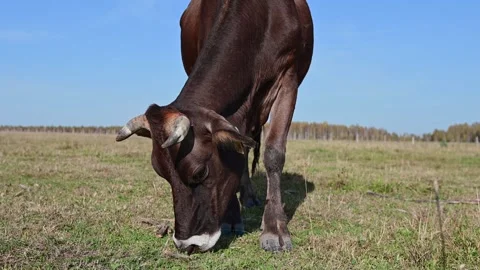 Herd of beautiful cows on a farm, animals during the day against a blue sky  Stock Footage 271735095