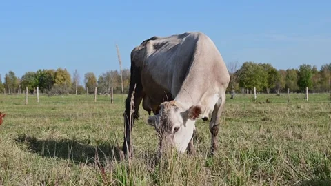 Herd of beautiful cows on a farm, animals during the day against a blue sky  Stock Footage 271735247