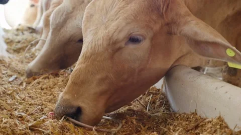 Herd of beef cattle and angus feeding on prepared sorghum breed in the trou.. Stock Footage 265877649