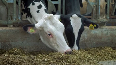 Herd of beef cattle and angus feeding on prepared sorghum breed in the trough of Video stock 334654914