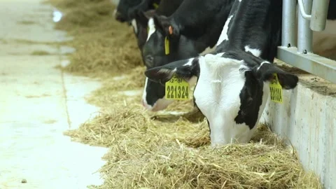 Herd of beef cattle and angus feeding on prepared sorghum breed in the trough of Stock-Footage 334655489