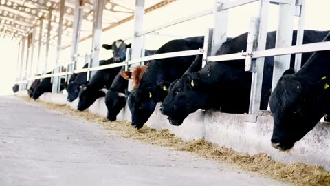 Herd of beef cattle and angus feeding on prepared sorghum breed in the trough of Vídeos de archivo 334655622
