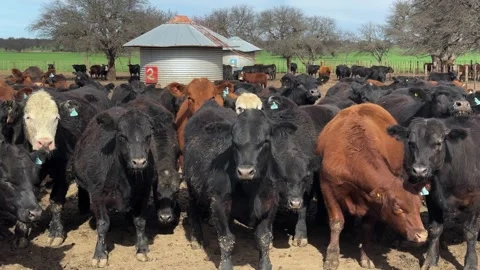 Herd Of Beef Cattle, Angus-cross Feeder Cattle, Gathered In A Farm Pen Near A Stock Footage 345117647