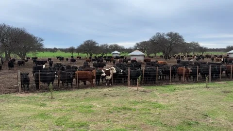 Herd Of Beef Cattle In A Fenced Dirt Enclosure On A Farm. - wide shot Stock Footage 345117563
