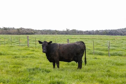 A herd of beef cattle on a free range cow ranch farm Stock Photos