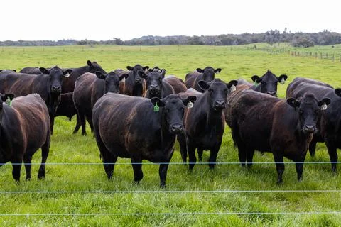 A herd of beef cattle on a free range cow ranch farm Stock Photos