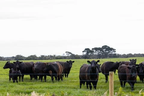A herd of beef cattle on a free range cow ranch farm Stock Photos