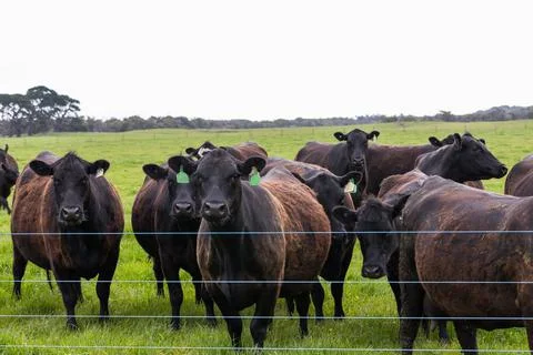 A herd of beef cattle on a free range cow ranch farm Stock Photos