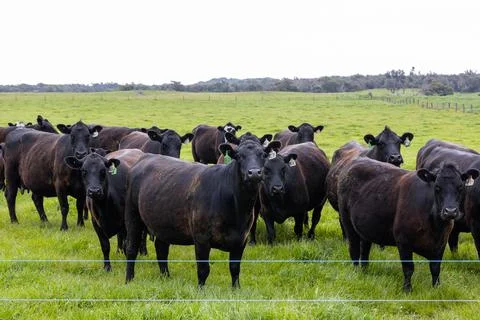 A herd of beef cattle on a free range cow ranch farm Stock Photos