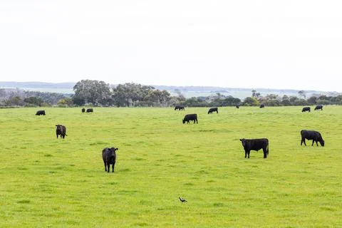 A herd of beef cattle on a free range cow ranch farm Stock Photos