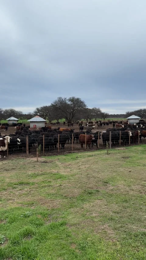 Herd Of Beef Cattle Gathered Inside A Fenced Farm Pen In Argentina. - vertical Stock Footage 345116483