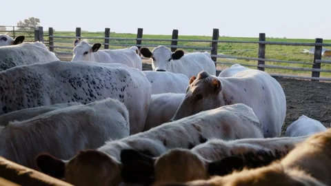 Herd of Beef Cattle Gathering to Eat Backlit Stock Footage 140213823