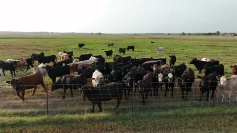 Herd of beef cattle grazing on ranch in USA. Rising aerial of meat Stock Footage 197805043