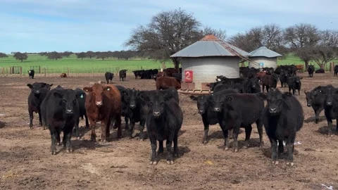 Herd of Beef Cattle In An Open Farmyard In Rural Area Of Argentina. - pan shot Stock Footage 345117720