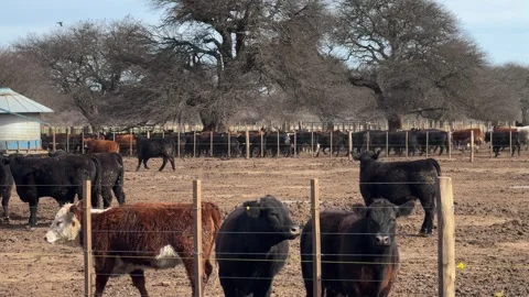 Herd Of Beef Cattle Standing And Running In A Dry-lot Corral On A Ranch In 動画素材 345116966