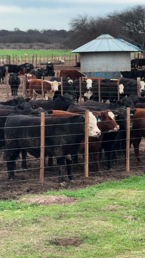 Herd Of Beef Cattle Standing In A Muddy Pen With Wire Fencing And A Metal Feed Stock Footage 345117293