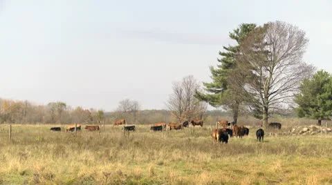 Herd of Beef Cattle_HD Stock Footage 10589507