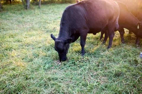 Herd of beef cows grazing on grass in a field Foto stock