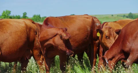 Herd Of Beef Master Cattle Grazing And Standing In A Grassy Field Near Stock Footage 217429955