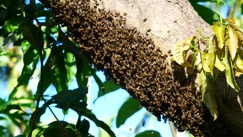 Herd of bees building beehive on tree trunk Stock Footage 222876968