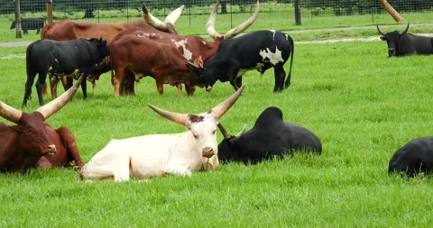 Herd of Big Horn Ankole cattle in a lush pasture Video stock 157304292