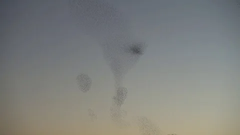 Herd of birds making different shapes Stock Footage 101030076