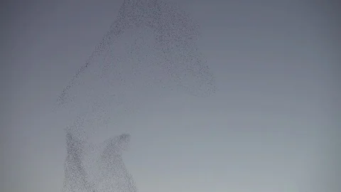 Herd of birds making different shapes Stock Footage 101031426