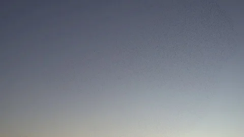 Herd of birds making different shapes Stock Footage 101031757