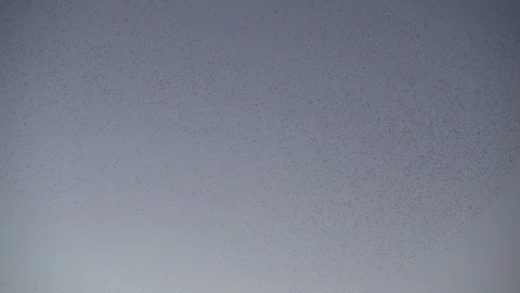 Herd of birds making different shapes Stock Footage 101076401