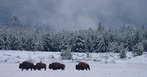 Herd of bison against impressive Yellowstone backdrop Stock Footage 337209441