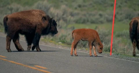 A herd of bison and calves crossing the road Stock Footage 337245102